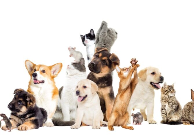 set pet looks Pets are looking to the side
